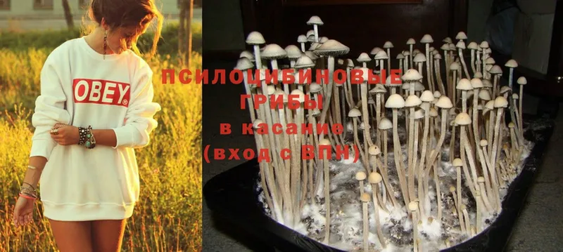 Галлюциногенные грибы MAGIC MUSHROOMS  где купить   Череповец 